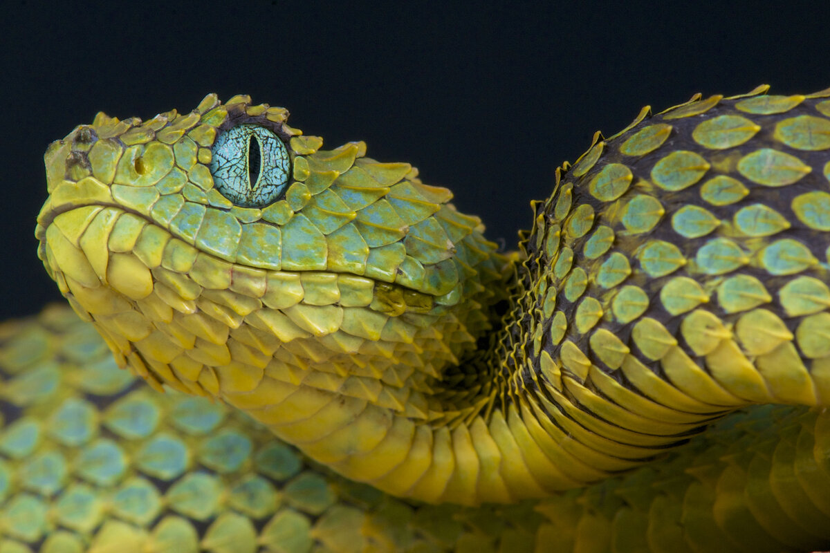 Кустарниковая гадюка (Atheris