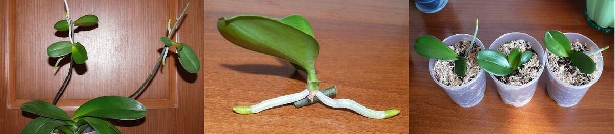 Детки и отростки орхидеи (Источник: Яндекс.Картинки)