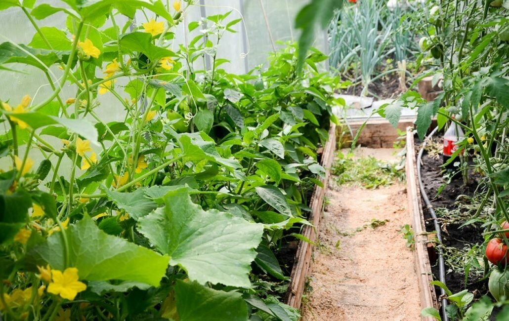 фото взято с https://krrot.net/wp-content/uploads/2017/12/0_c2aa6_5bd5f751_XL-1030x650.jpg