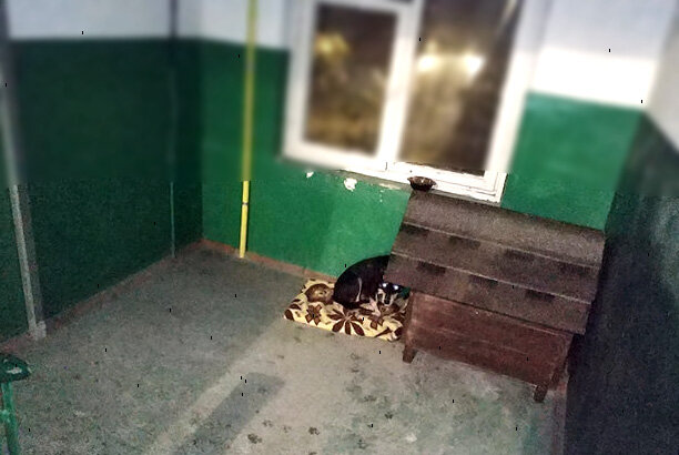 Спит красавец!