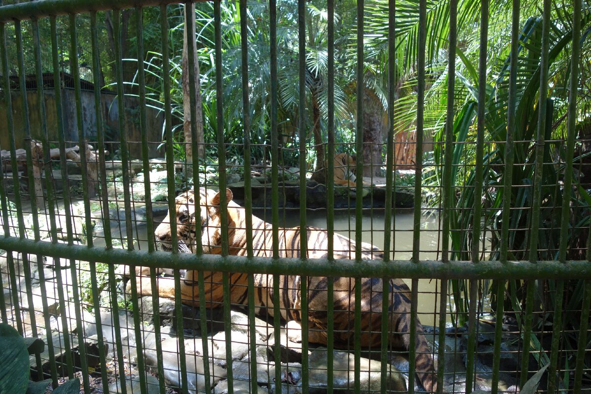 Зоопарк на Бали