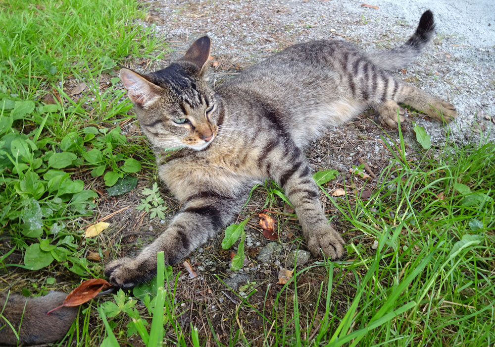 Hello street cat издевательство над кошками. Издевательства над котятами и кошками. Кошка потешается над блондинкой. Мальчик издевается над кошкой картинка. Фото картинка где мусорят и издеваются над кошкой.