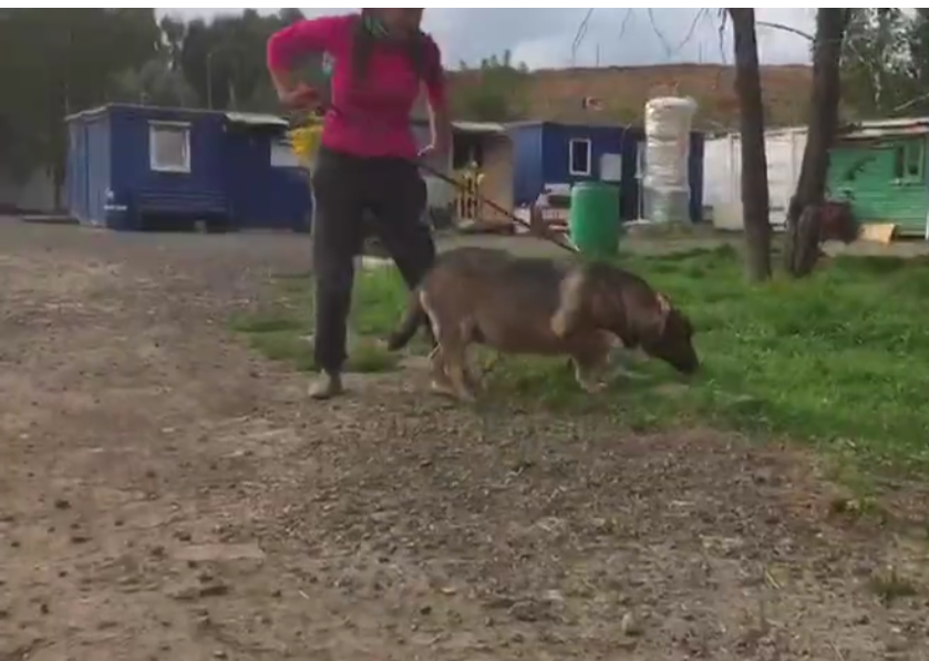 Рэнки, приют солнцево