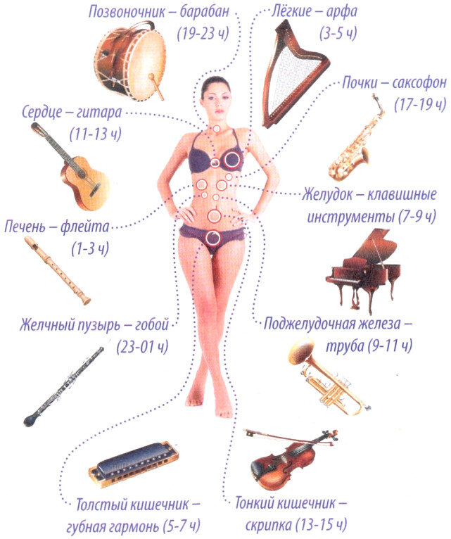 Муз теле. Влияние музыкальных инструментов на организм человека. Орган с человеком музыкальный инструмент. Влияние музыкальных инструментов на органы. Музыкотерапия влияние музыки на организм человека.