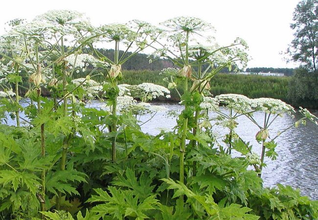 Красиво цветёт но ядовита!