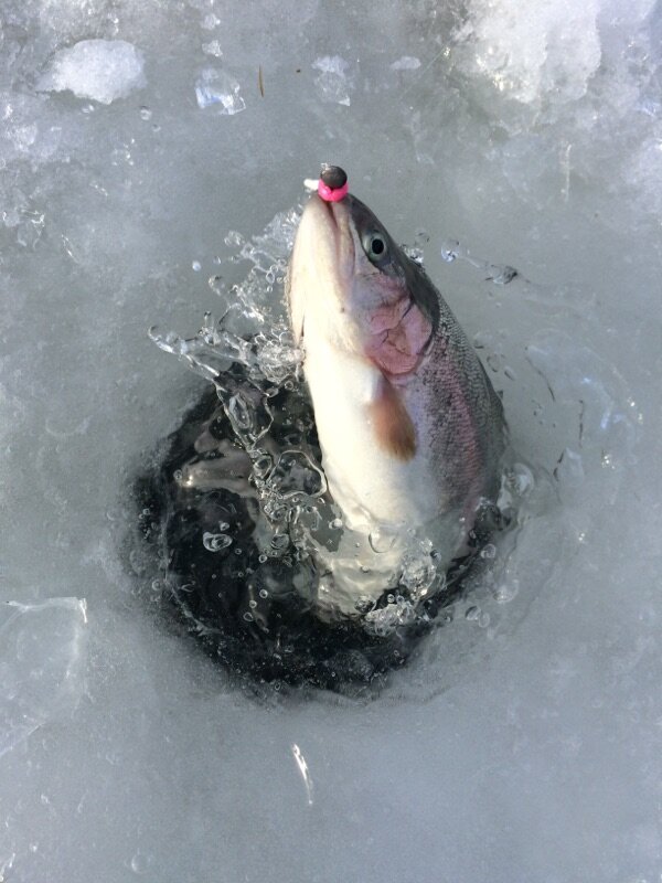 Прудовая форель