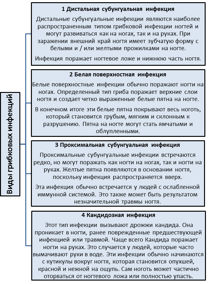 Какие дрожжеподобные грибы вызывают заболевания у человека