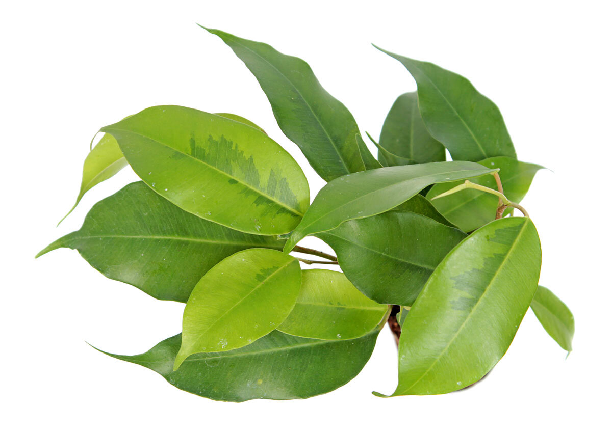 Фикус Бенджамина (Ficus benjamina) сорт Реджинальд