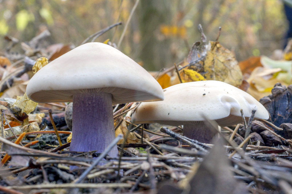 Вот такие грибы. Фото с сайта http://macroclub.ru/