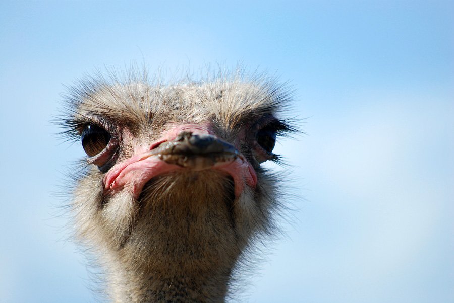 Страус зарывает голову в песок. Страус. Страус самец. 1 страус остался. 1 страус остался.