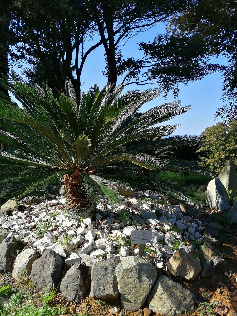 Около каждого растения находится табличка с названием и страной происхождения. Авторское фото.
