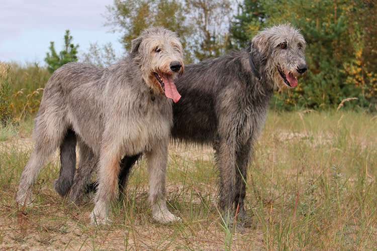 Фотография из интернета.