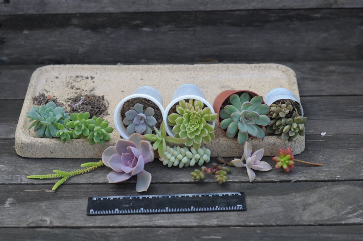 Фото растений на продажу: с линейкой, чтобы покупатель точно видел размеры