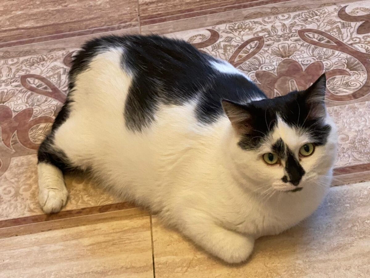 Вот такой милый котик!