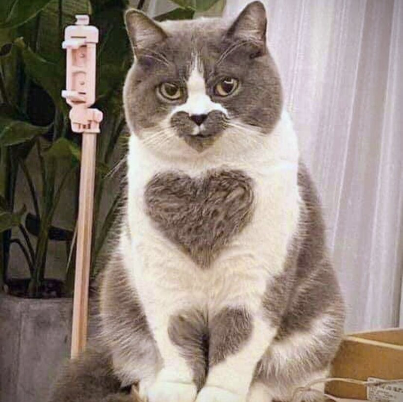 🐱🐱🐱