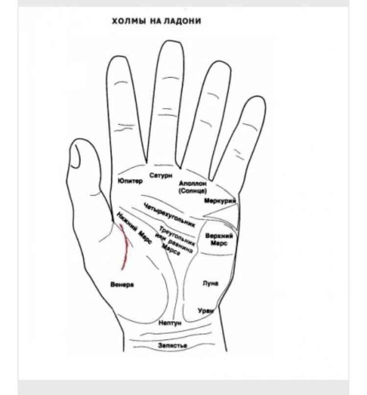 Линии на холмах ладони. Холмы на ладони хиромантия. Холмы на руке хиромантия. Части ладони названия. Холм Венеры на руке.