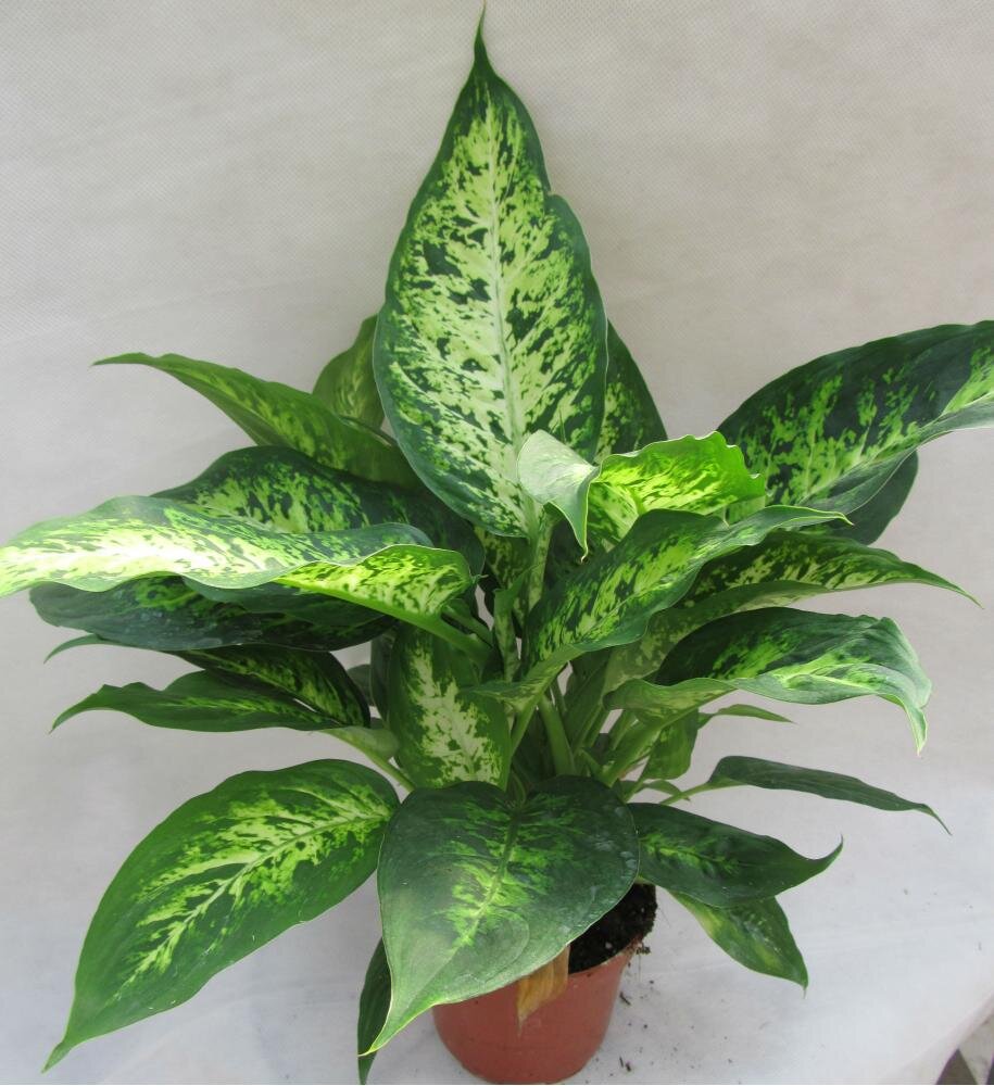 Диффенбахия компакта Dieffenbachia compacta