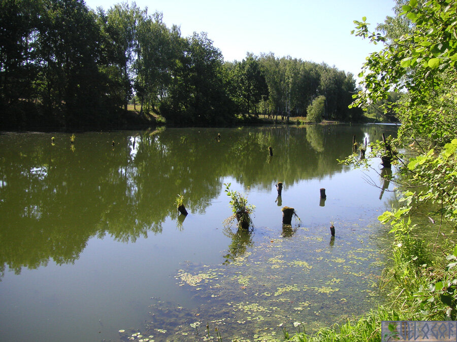 пруд. Рождествено.