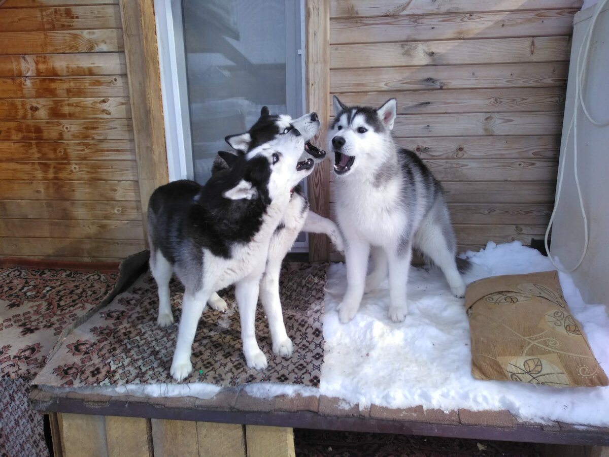 Жизнь с хаски