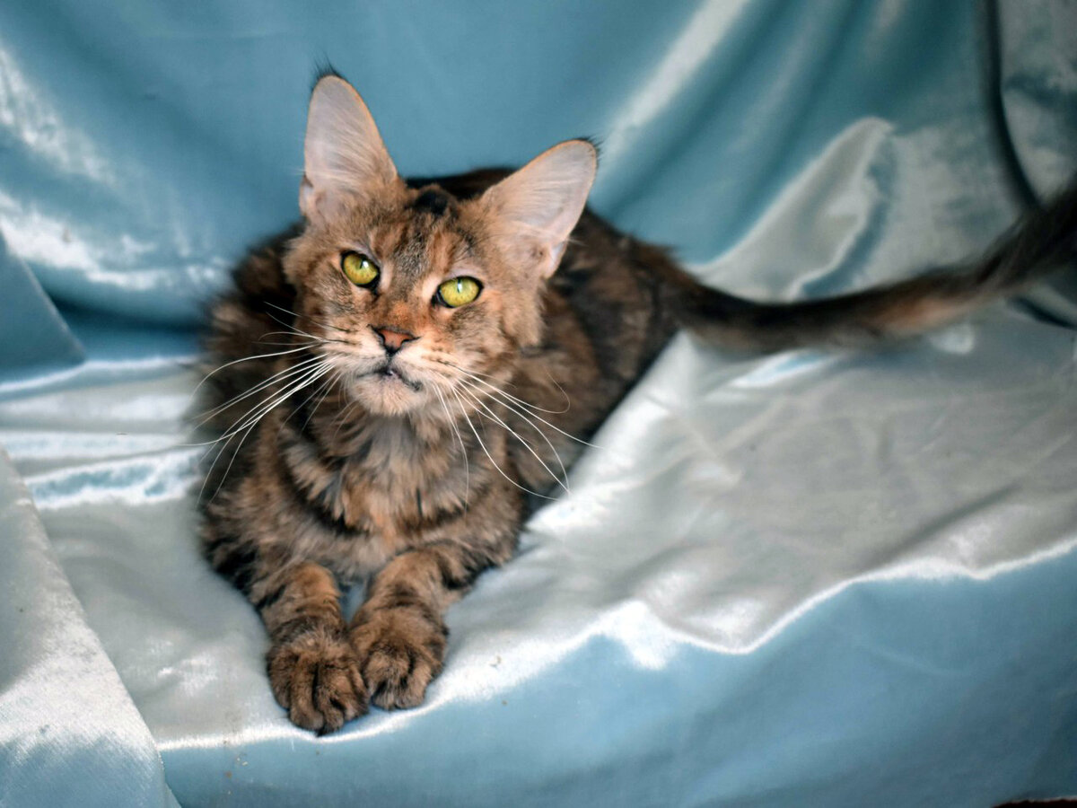 Такой кошка попала на передержку: замученной и неопрятной.