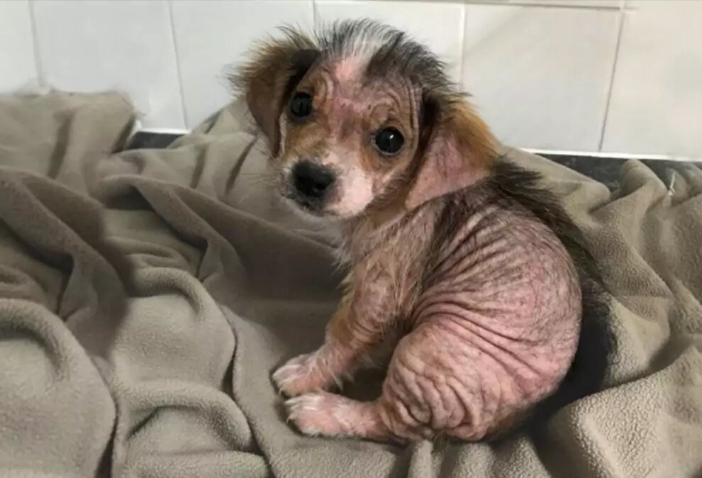 Каким он был когда девушка его забрала