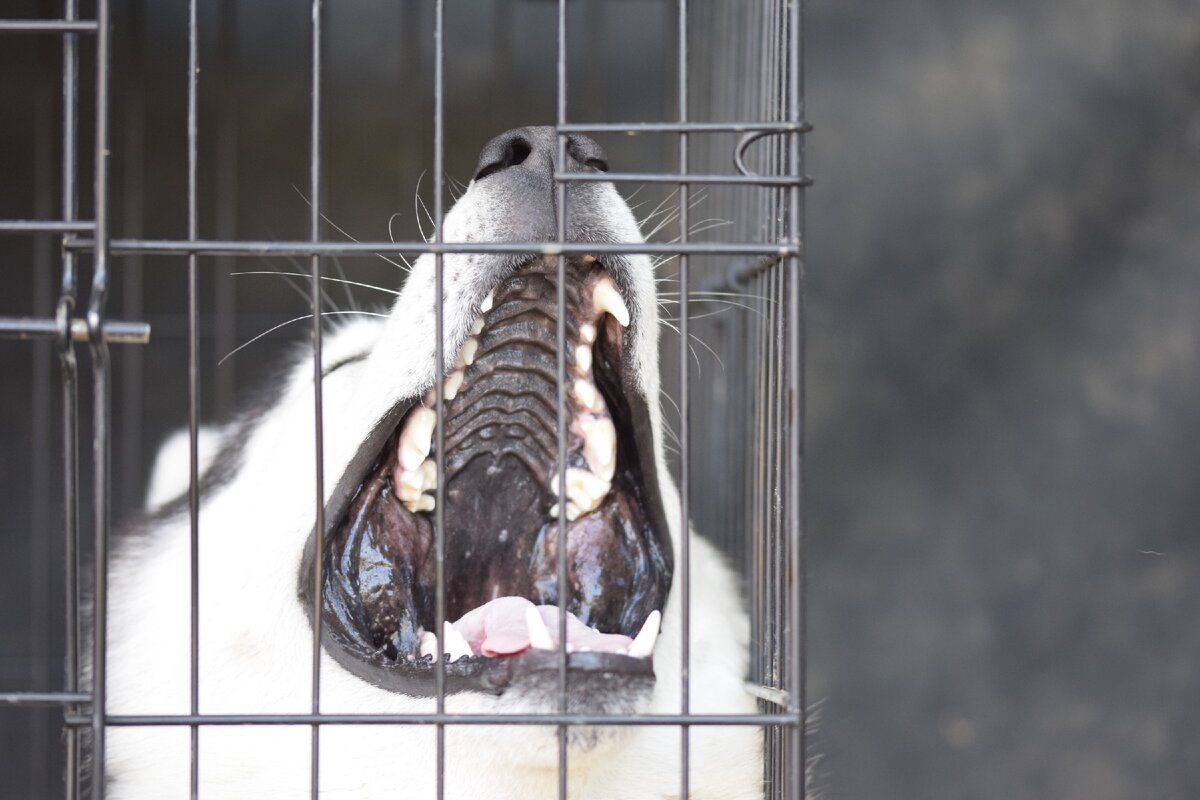 Ааааа хочу в туалет, выпустите. НА самом деле он зевает.