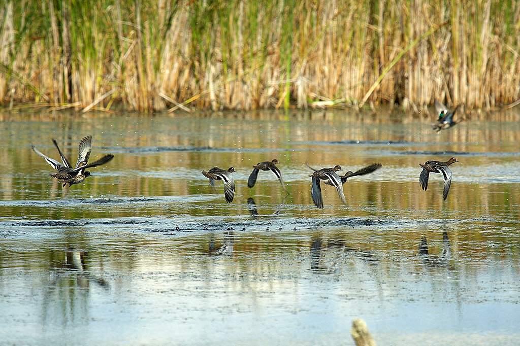 Весенняя охота