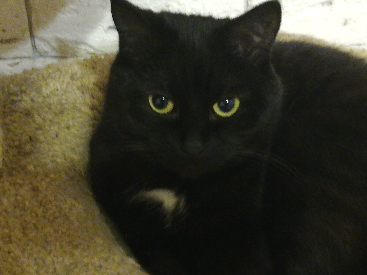 «Король ночи», «Ваше величество» и «Сэр Джастин»