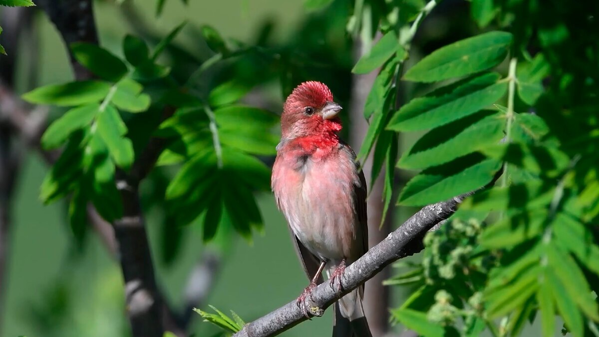 Красношапочная чечевица - eBird