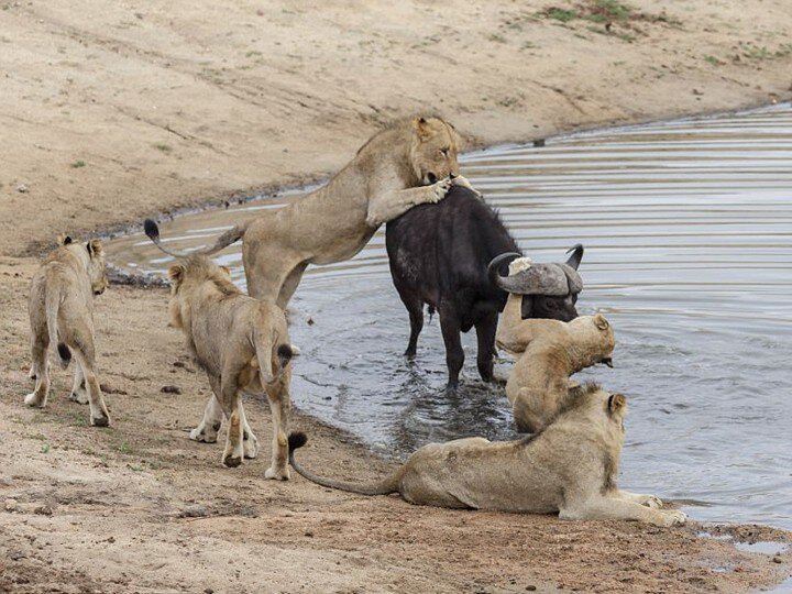 Охота, прайд в поисках пищи