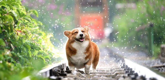 Вельш - корг