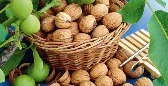 Грецкий орех — плодовая культура из семейства Ореховых с крупными вкусными плодами.-13