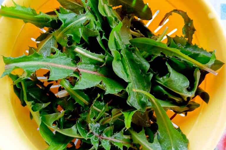 Салат из листьев одуванчика. Листья одуванчика в салат. Салат из листья одуванчиков. Лист одуванчика. Фото листьев одуванчика.