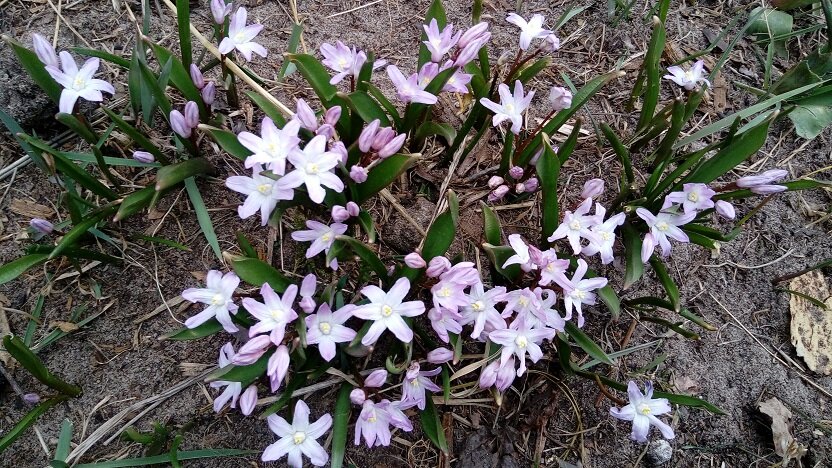 какое у них простонародное название не знаю. 