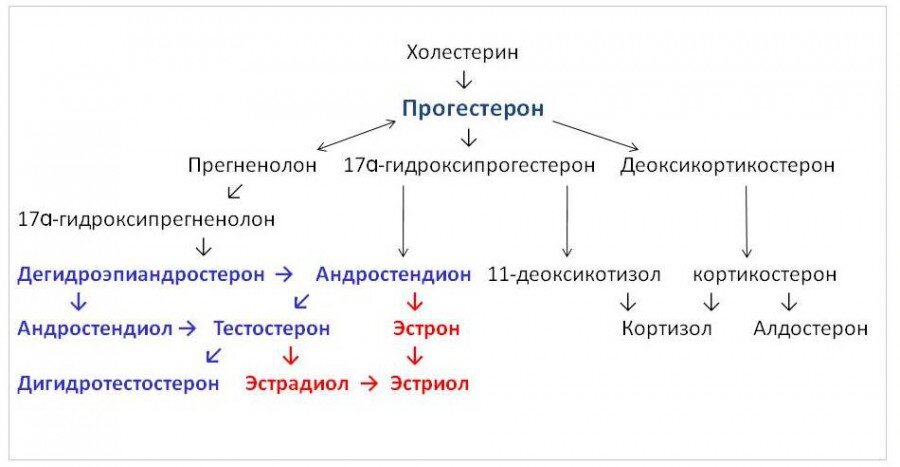 Производство стероидный гормонов из холестерина