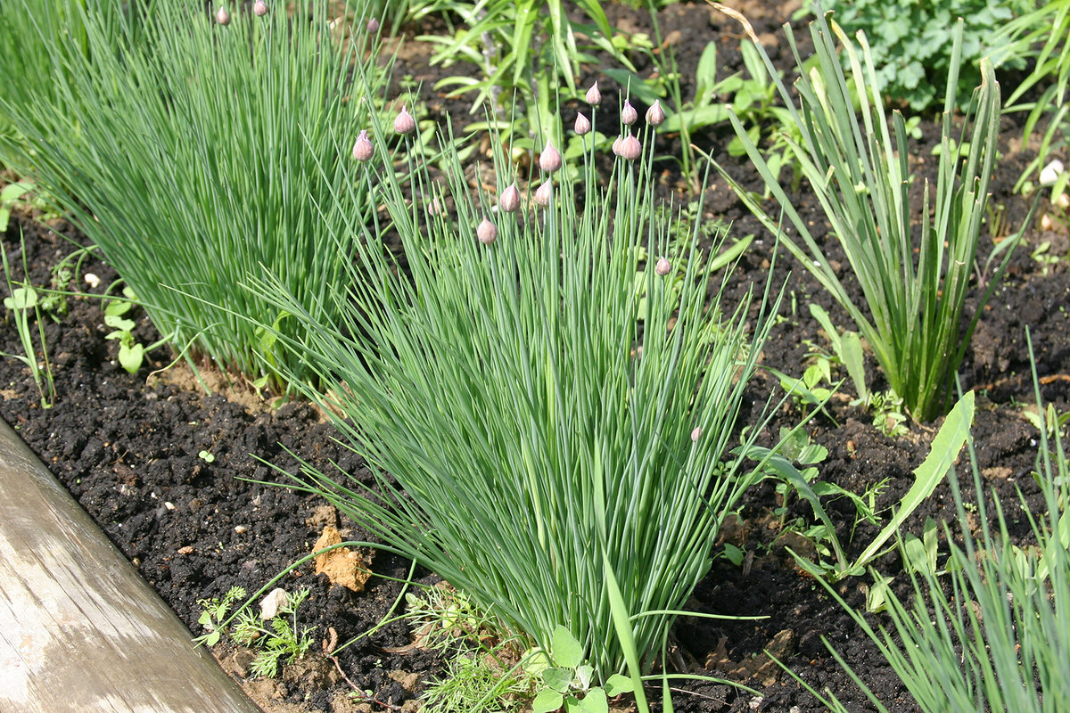 Луг лук маг мак комок. Лук шнитт (Allium schoenoprasum). Лук шнитт дикий Луговой лук. Лук шнитт Эльви.