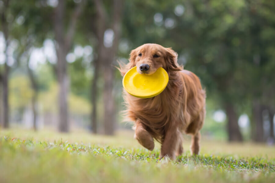 Фрисби - одна из самых популярных игр для собак. И это неудивительно - она приносит много радости как животным, так и их владельцам.-2