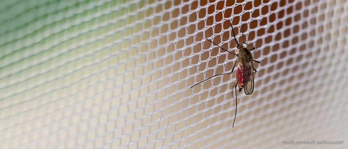 7 натуральных средств от комаров в домашних условиях (+бонус)
