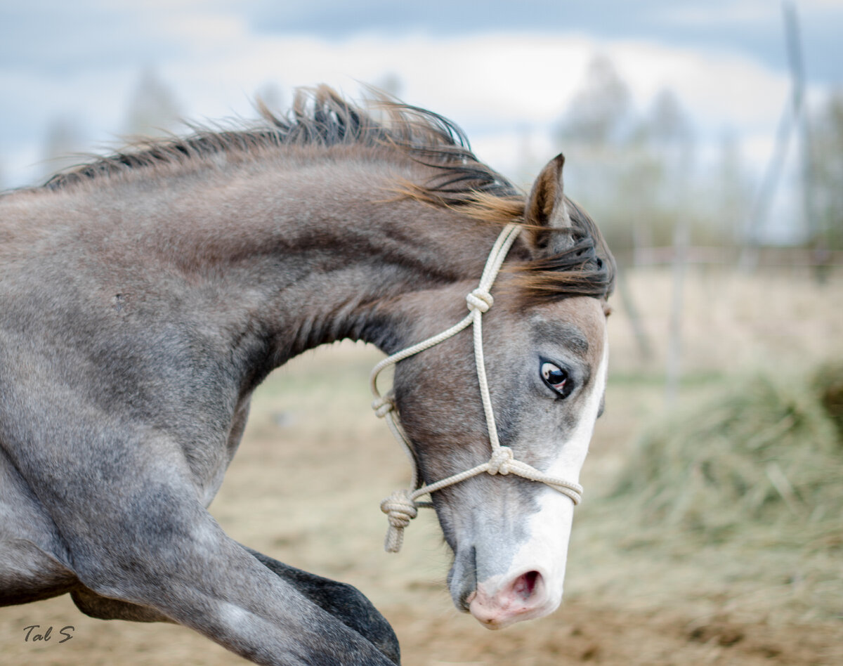 Horse group. Лошадь с усами. Жеребец Полуторник.