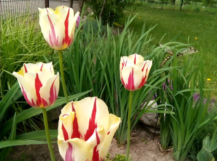 Отцвели уж давно... все тюльпаны в саду. Что делать дальше
