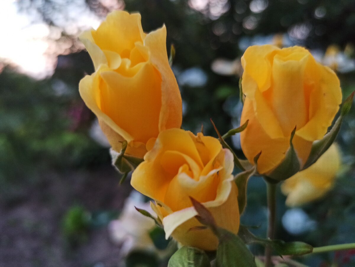 Фото автора. Розы в саду