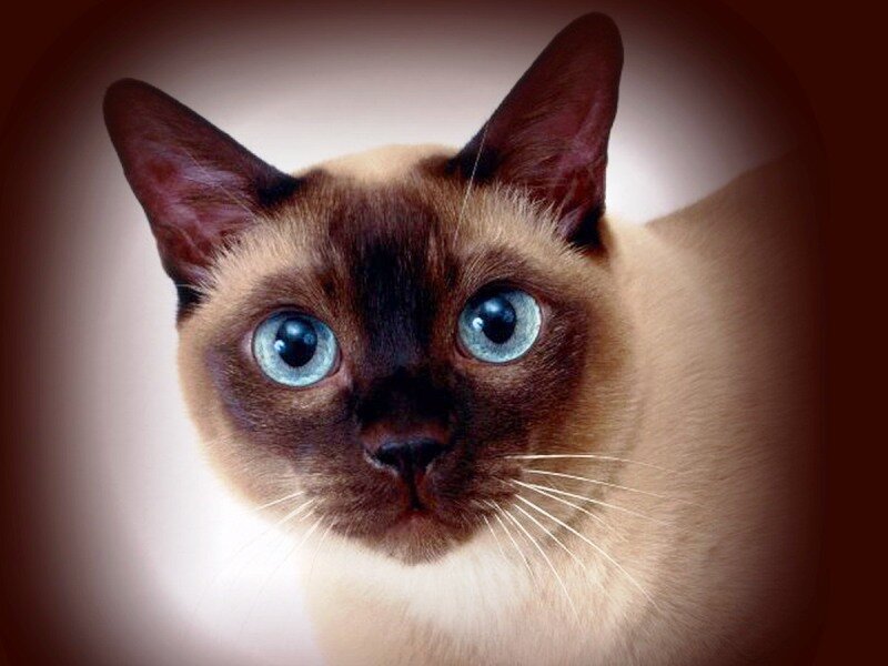 Вот так, по мнению специалистов, должна выглядеть старосиамская кошка. Фото zastavki.com