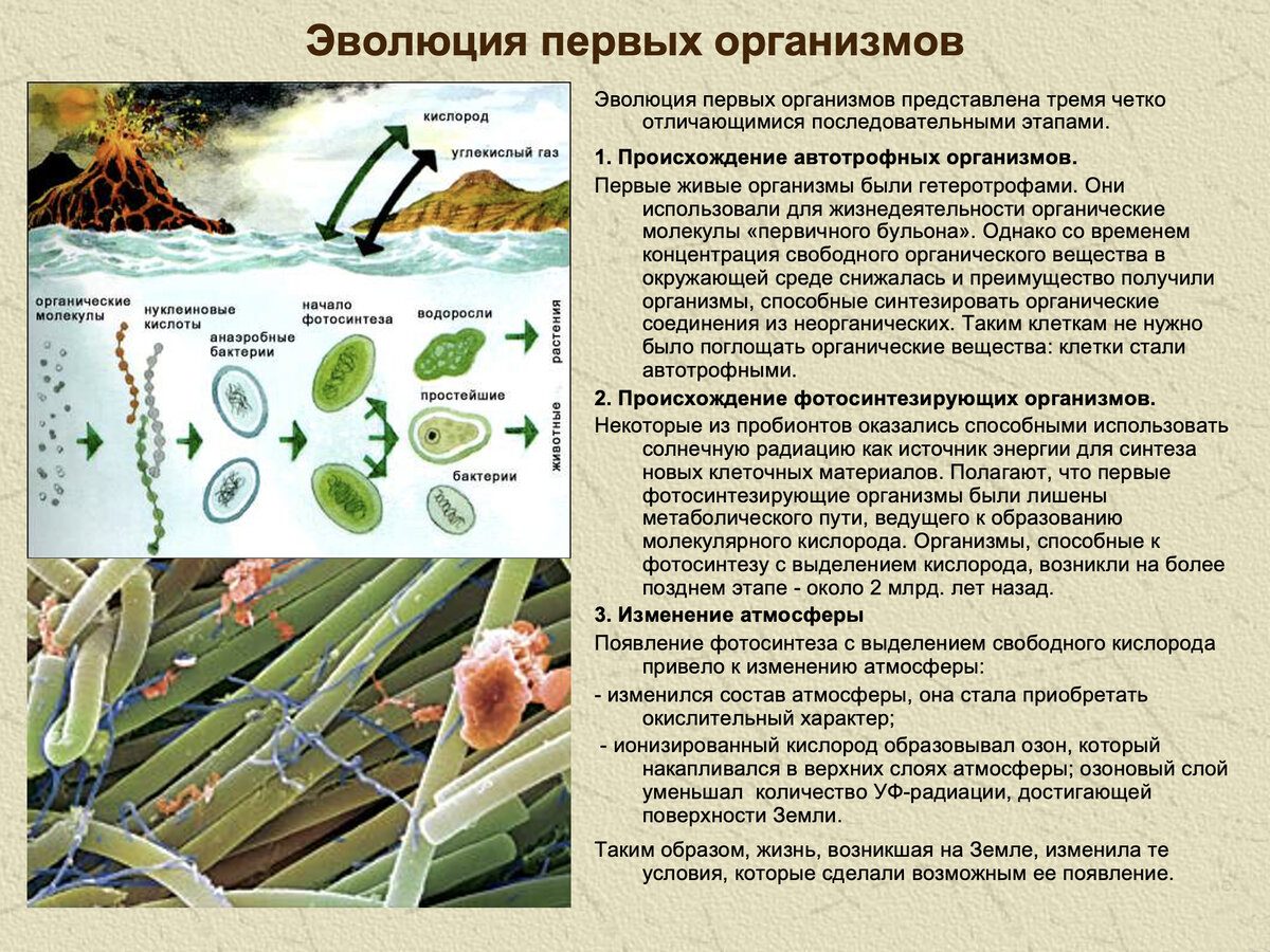 Загадки программы профильного курса биологии для подготовки к ЕГЭ. 1. Общая  биология | Репетитор-профессионал Богунова В.Г. | Дзен