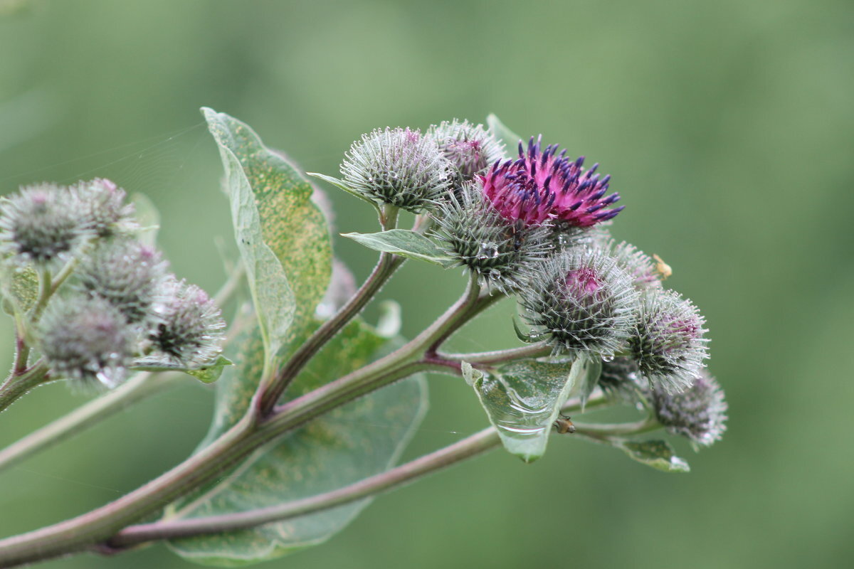 Лопух паутинистый Arctium tomentosum