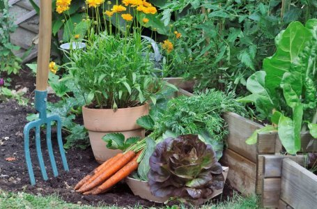 Разбираемся, с какими растениями лучше всего уживаются распространенные огородные культуры.
Смешанные посадки: выбираем лучших соседей для растений
