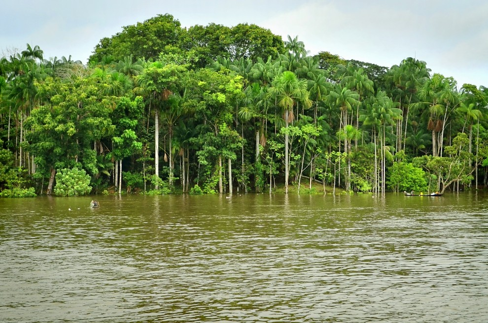 Amazon borneo congo and daintree. Река Амазонка в Бразилии. Южная Америка река Амазонка. Сельва амазонки Бразилия. Сельва амазонки, Южная Америка.