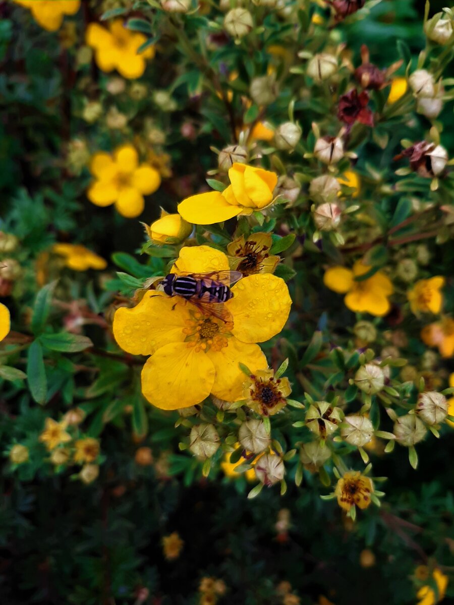 Лапчатка Голдфингер или курильский чай