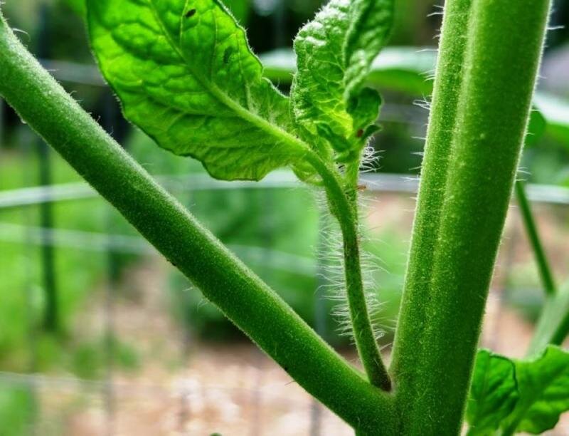 Пасынки томатов