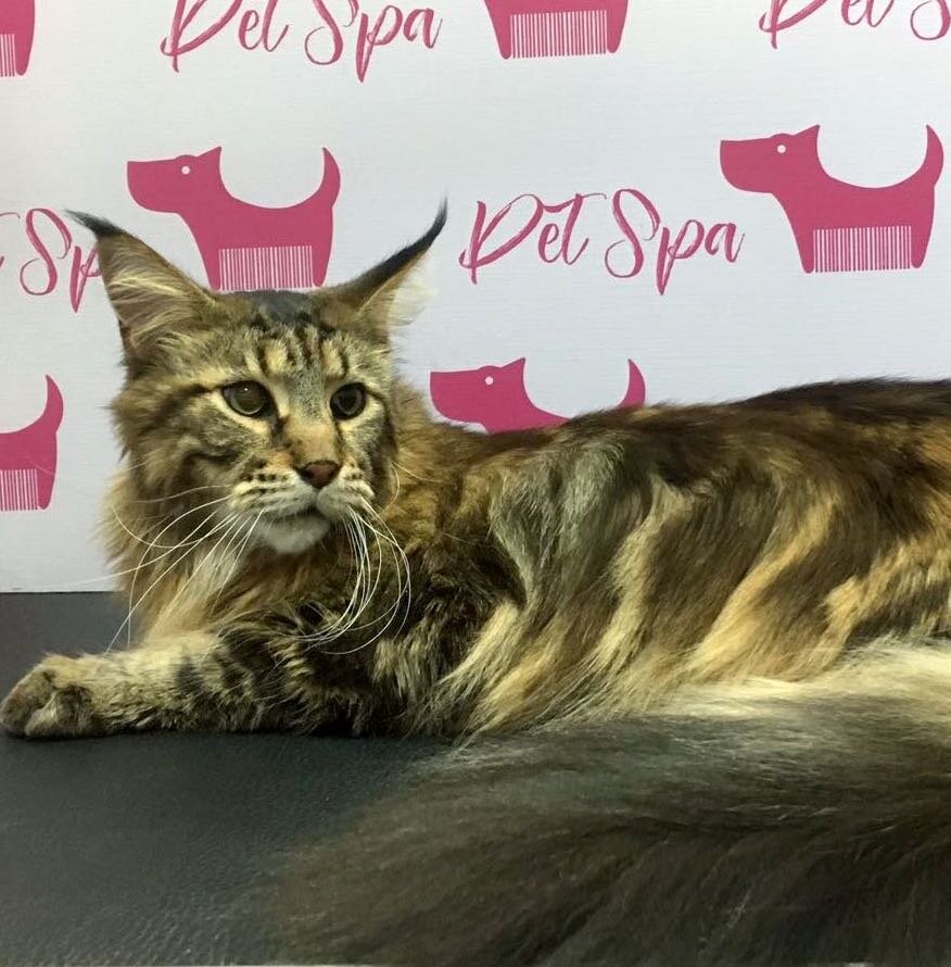 Мейн-кун в нашем груминг-салоне 