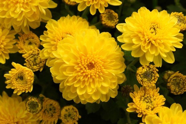 Chrysanthémum × koreanum Pompon Yellow